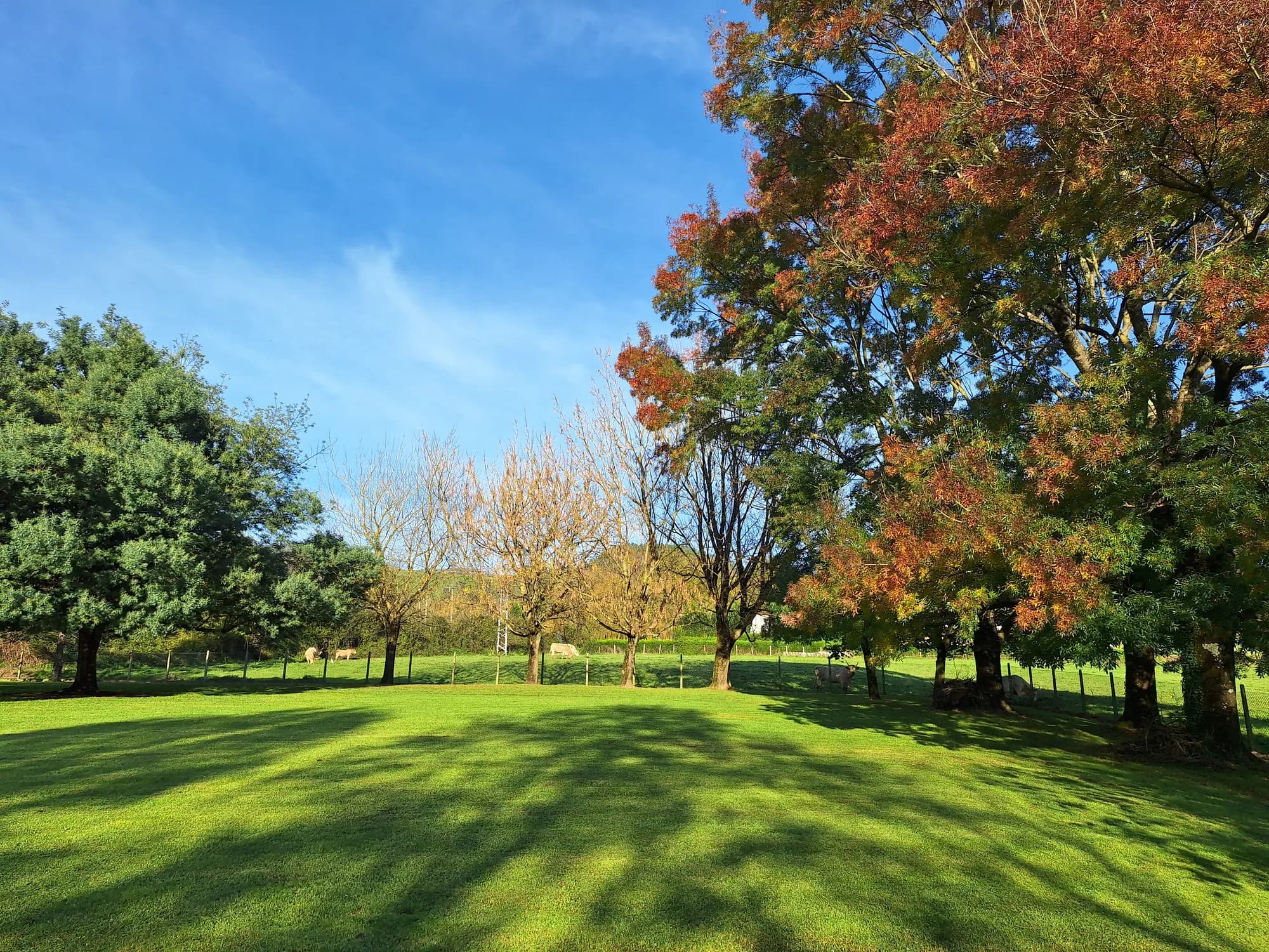Césped impecable y bien mantenido en una finca