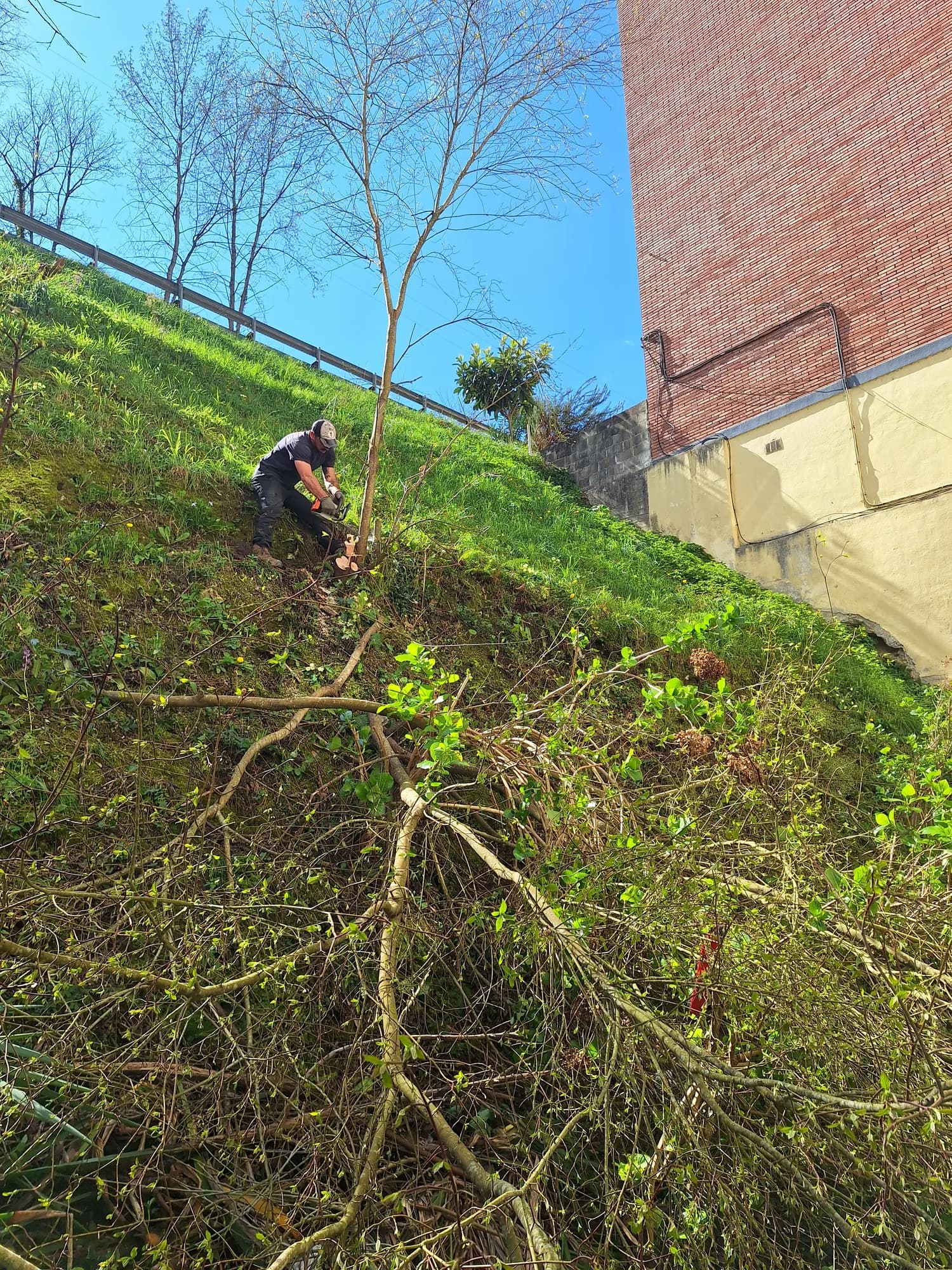 Plantación y desbroce en un talud verde