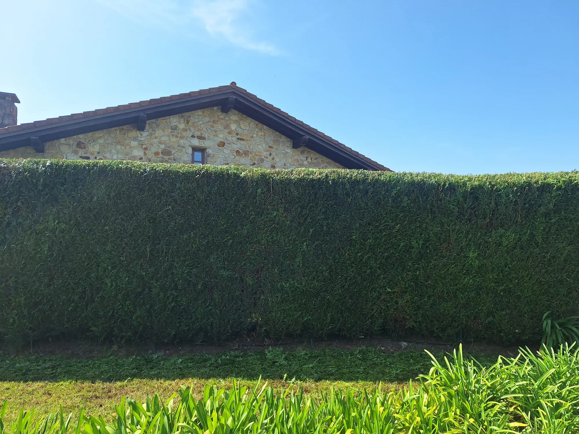 Seto perfectamente recortado frente a un caserío de piedra en Bizkaia