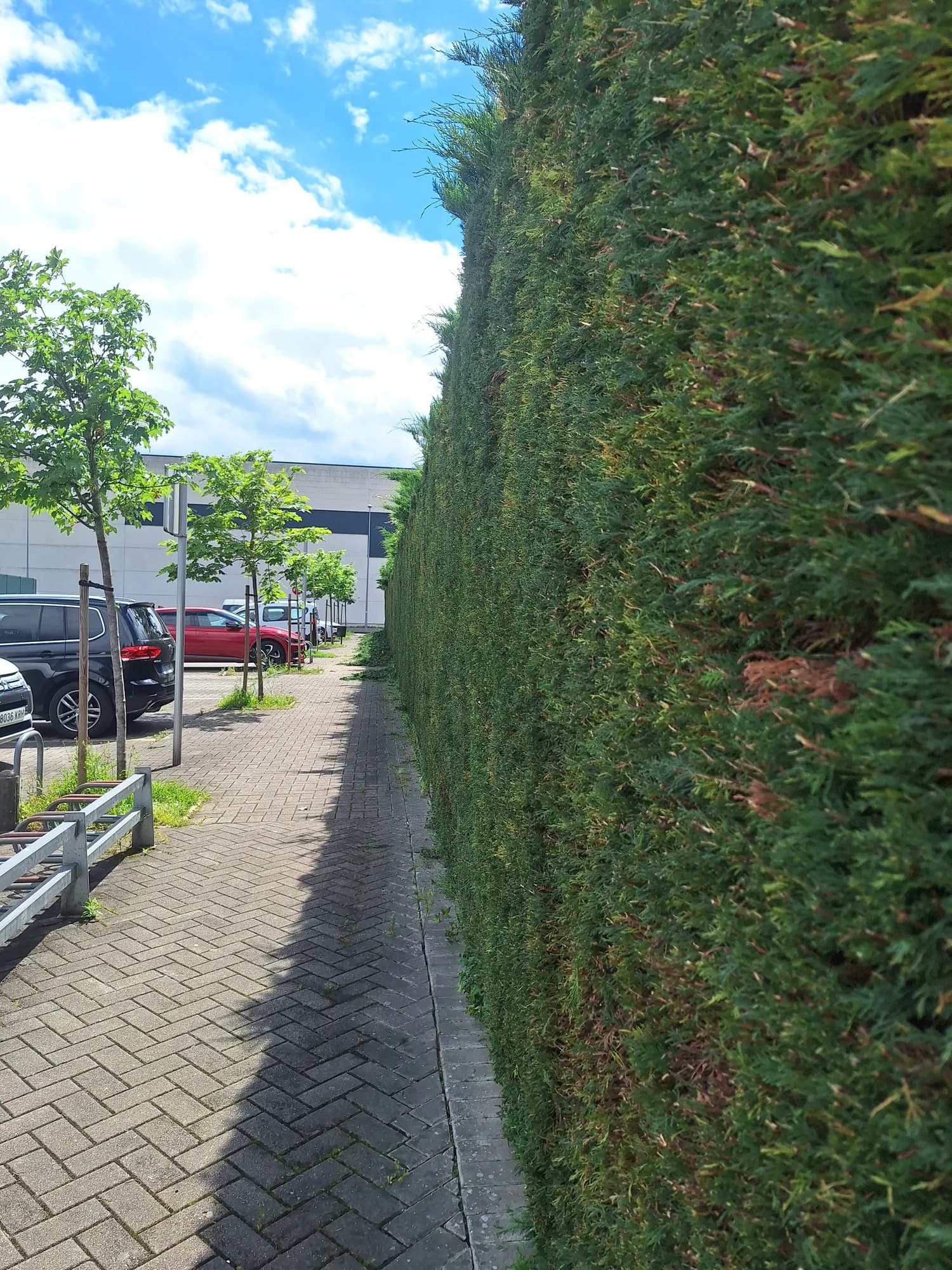 Camino y acceso limpios junto a un seto cuidado