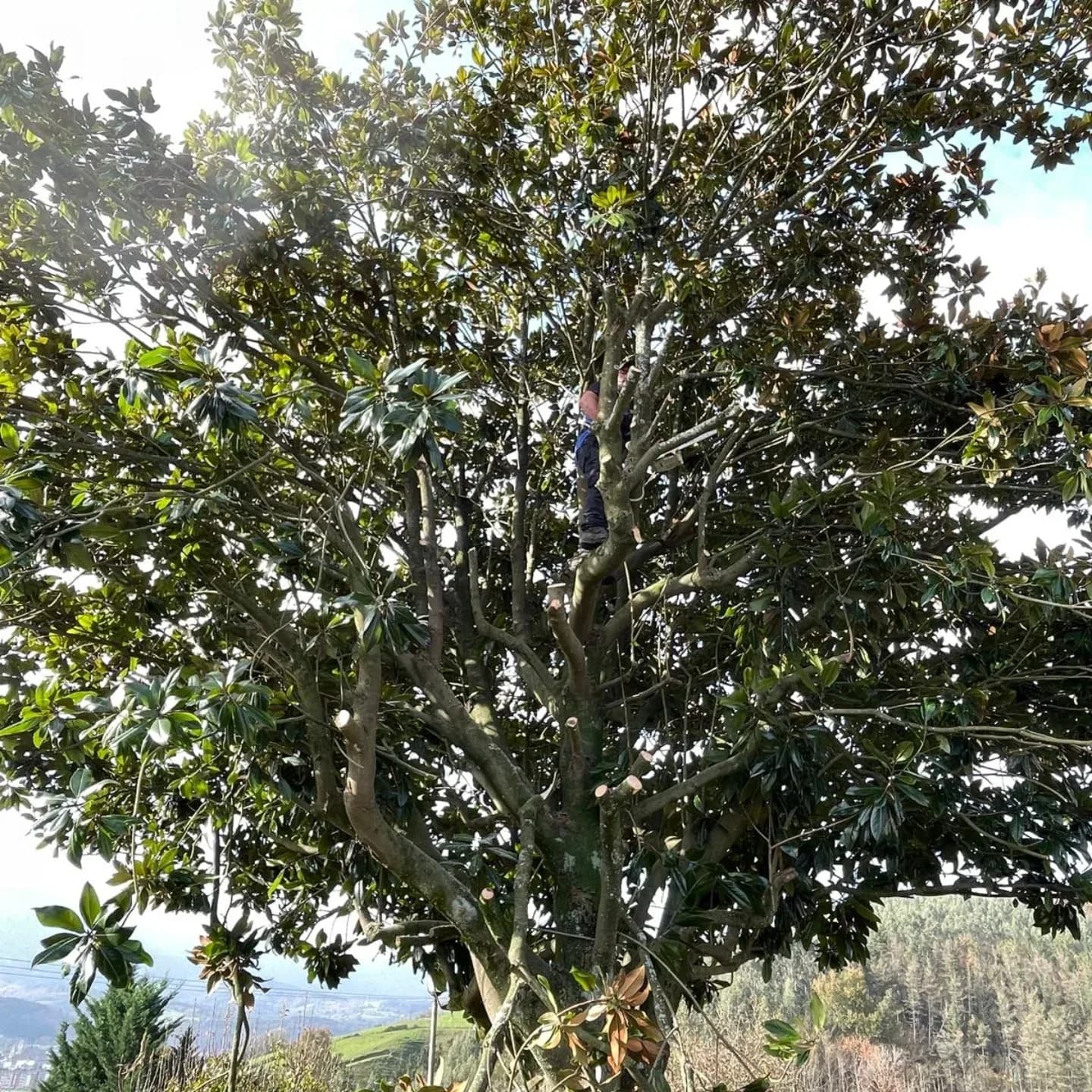 Poda en altura de un gran árbol